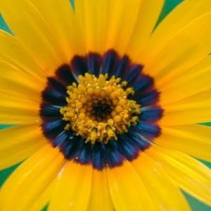 Meet your Posher, Bianca